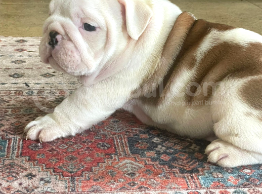 Üst Düzey İngi̇li̇z Buldog Yavrular görsel