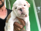 ÜST DÜZEY İNGİLİZ BULDOG YAVRULAR