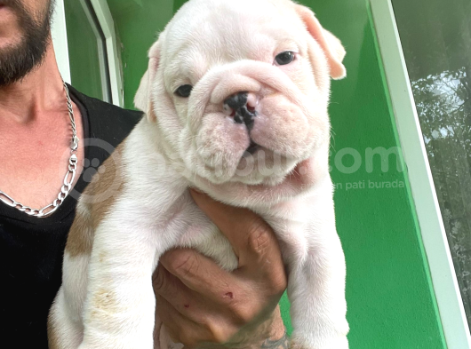 Üst Düzey İngi̇li̇z Buldog Yavrular