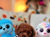 Şecereli Mini Boy Kore Toy Poodle Yavrularrımız