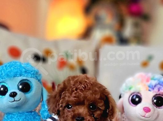 Şecereli Mini Boy Kore Toy Poodle Yavrularrımız görsel
