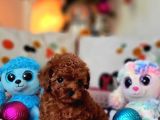 Şecereli Mini Boy Kore Toy Poodle Yavrularrımız