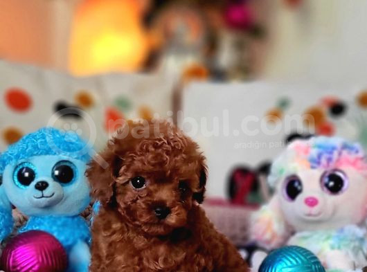 Şecereli Mini Boy Kore Toy Poodle Yavrularrımız görsel