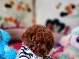 Şecereli Mini Boy Kore Toy Poodle Yavrularrımız
