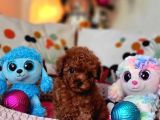 Şecereli Mini Boy Kore Toy Poodle Yavrularrımız