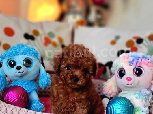 Şecereli Mini Boy Kore Toy Poodle Yavrularrımız görsel