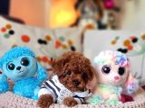 Şecereli Mini Boy Kore Toy Poodle Yavrularrımız