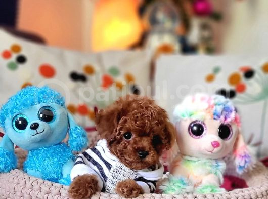 Şecereli Mini Boy Kore Toy Poodle Yavrularrımız
