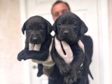 Gecenin Incileri Siyah Labrador Retriever A Kalite