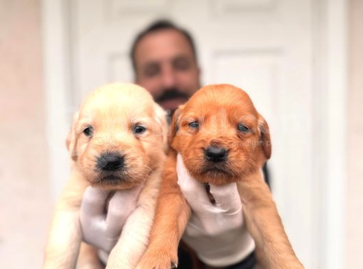 Bebek Yüzlü Golden A Kali̇te Irk görsel