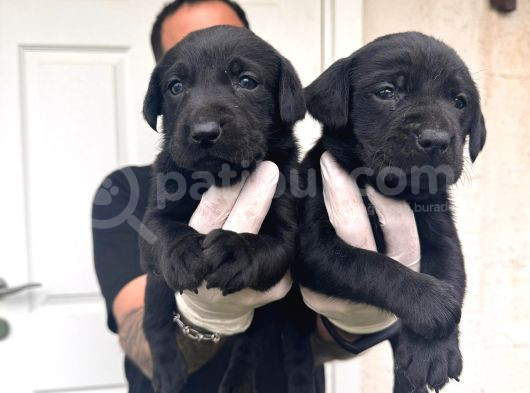 Gecenin Incileri Siyah Labrador Retriever A Kalite görsel