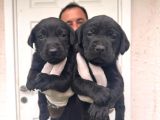Gecenin incileri siyah labrador retriever a kalite