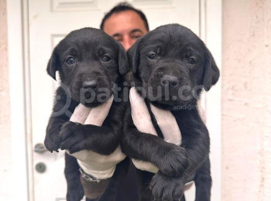 Gecenin Incileri Siyah Labrador Retriever A Kalite