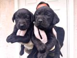 Gecenin Incileri Siyah Labrador Retriever A Kalite