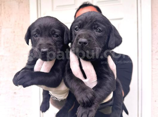 Gecenin Incileri Siyah Labrador Retriever A Kalite görsel