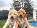 BEBEK YÜZLÜ GOLDEN A KALİTE IRK