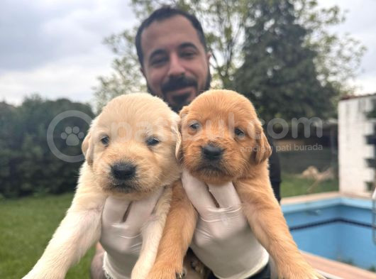 Bebek Yüzlü Golden A Kali̇te Irk