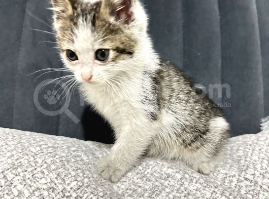 Acil Sahiplendirme görsel