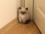 Üst Kali̇te British Shorthai̇r Yavrular