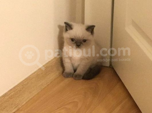 Üst Kali̇te British Shorthai̇r Yavrular görsel