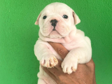 Üst Düzey İngi̇li̇z Buldog Yavrular