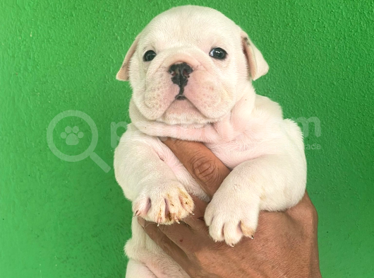 Üst Düzey İngi̇li̇z Buldog Yavrular görsel