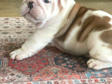 Üst Düzey İngi̇li̇z Buldog Yavrular