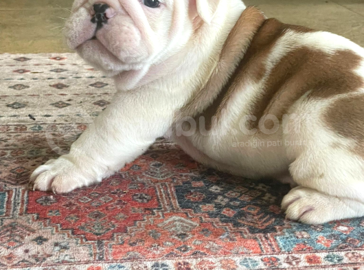 Üst Düzey İngi̇li̇z Buldog Yavrular görsel