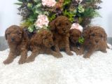 Redbrown Kilo Irk Sağlık Garantili Kore Poodle Bebekler
