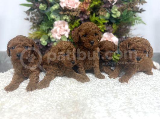 Redbrown Kilo Irk Sağlık Garantili Kore Poodle Bebekler görsel