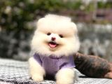 Pomerani̇an Teddy Bear Yavrularimiz
