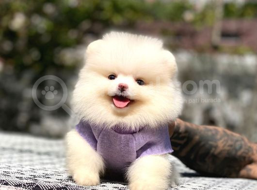 Pomerani̇an Teddy Bear Yavrularimiz görsel