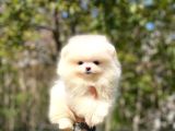 pOMERANİAN TEDDY BEAR YAVRULARIMIZ