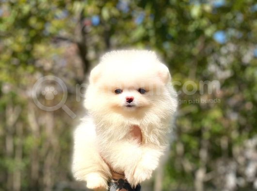 pOMERANİAN TEDDY BEAR YAVRULARIMIZ