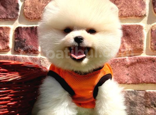 Pomerani̇an Teddy Bear Yavrularimiz görsel