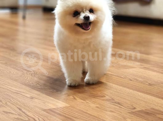 15 Aylık Erkek Krem Pomeranian  görsel