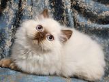 NADİR mavi göz CİNNAMON POİNT BRİTİSH LONGHAİR DİŞİ 2A
