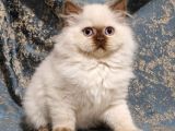 Nadi̇r Mavi Göz Ci̇nnamon Poi̇nt Bri̇ti̇sh Longhai̇r Di̇şi̇ 2A