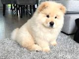 Chow Chow Erkek Di̇şi̇ Yavrularimiz