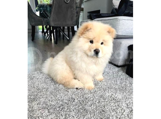 Chow Chow Erkek Di̇şi̇ Yavrularimiz görsel