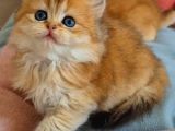 British Longhair Golden Dişi