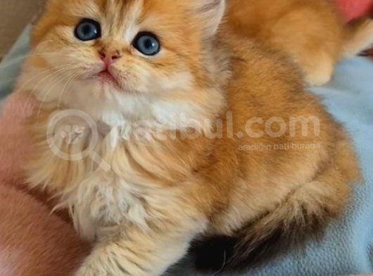 British Longhair Golden Dişi görsel