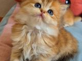 British Longhair Golden Dişi