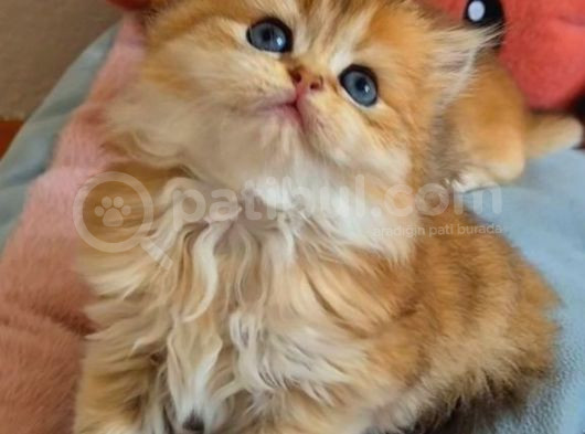 British Longhair Golden Dişi görsel