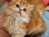 British Longhair Golden Dişi