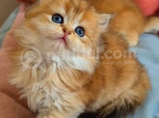 British Longhair Golden Dişi