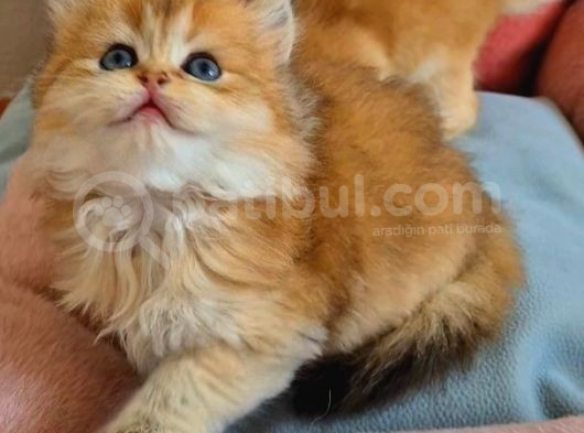 British Longhair Golden Dişi görsel