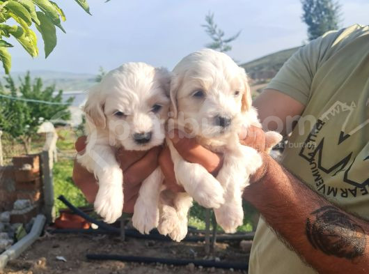 Tuvalet Egitimli Minyatür Minnaklarım görsel