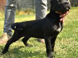 Üst Kalite Dev Cane Corso Dişi Bebekler