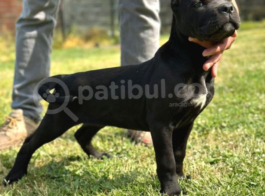 Üst Kalite Dev Cane Corso Dişi Bebekler görsel